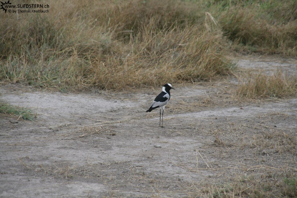 IMG 7775-Kenya, bird in Kimana Reserve